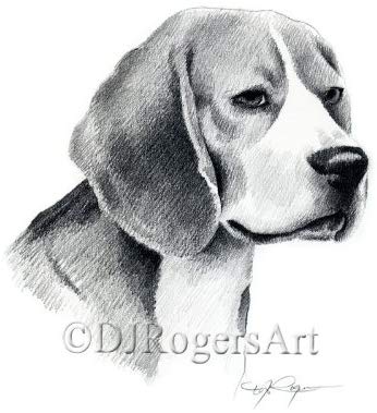 346x379 beagle pencil drawing art print - Beagle Drawing