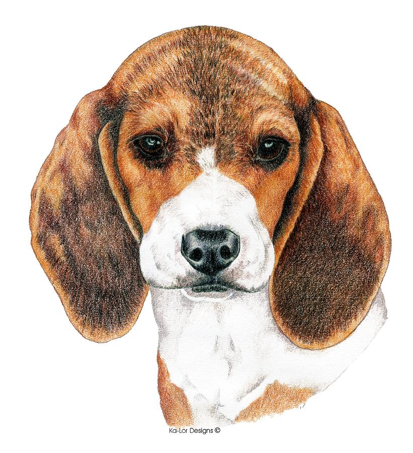 821x900 beagle, puppy drawing - Beagle Drawing
