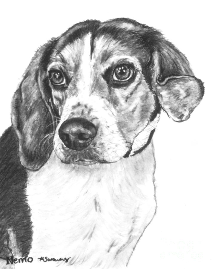 720x900 beagle charcoal drawing drawing - Beagle Drawing