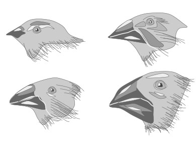 Beak Drawing