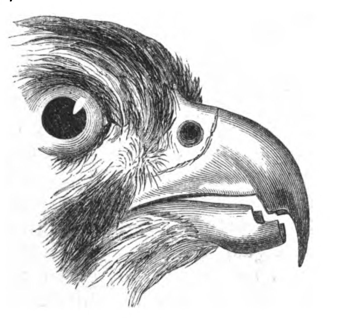 Beak Drawing at Explore collection of Beak Drawing