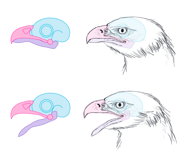 600x524 How To Draw Animals Birds, Their Anatomy And How To Draw Them - Beak Drawing