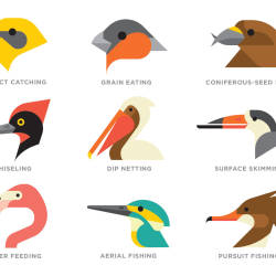 250x250 collections identifying bird beak types through robert - Beak Drawing