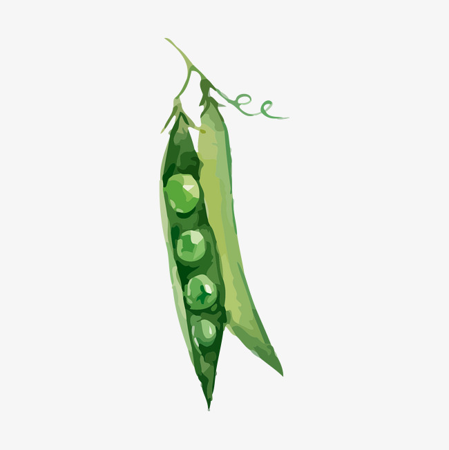 650x651 drawing beans, green, beans, watercolor png and vector for free - Bean Drawing