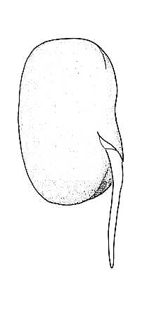 219x449 biological drawing broad bean germination stage resources - Bean Drawing