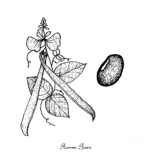 300x300 butter bean drawings fine art america - Bean Drawing