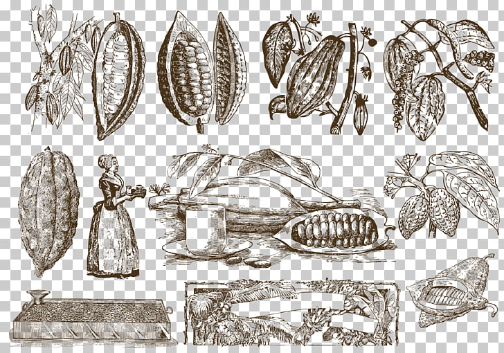 728x510 coffee drawing cocoa bean, the origin of coffee beans, corn - Beans Drawing