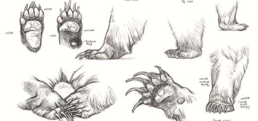 520x245 paws drawing references and sketches for artists - Bear Claw Drawing