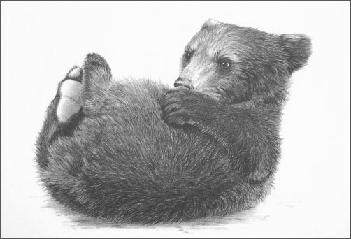 502x342 Brown Bear Cub - Bear Cub Drawing