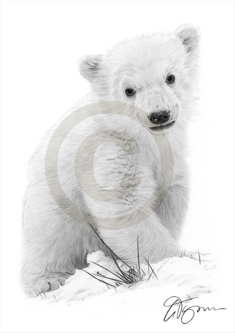 Bear Cub Drawing at Explore collection of Bear Cub