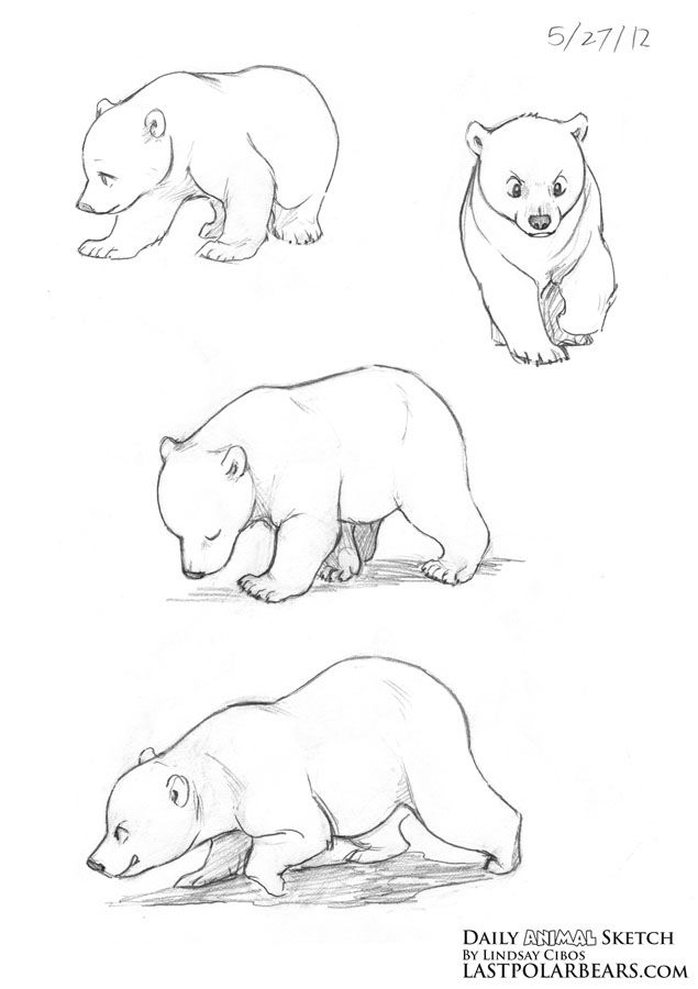 635x900 Sketch Orientations Bears - Bear Cub Drawing