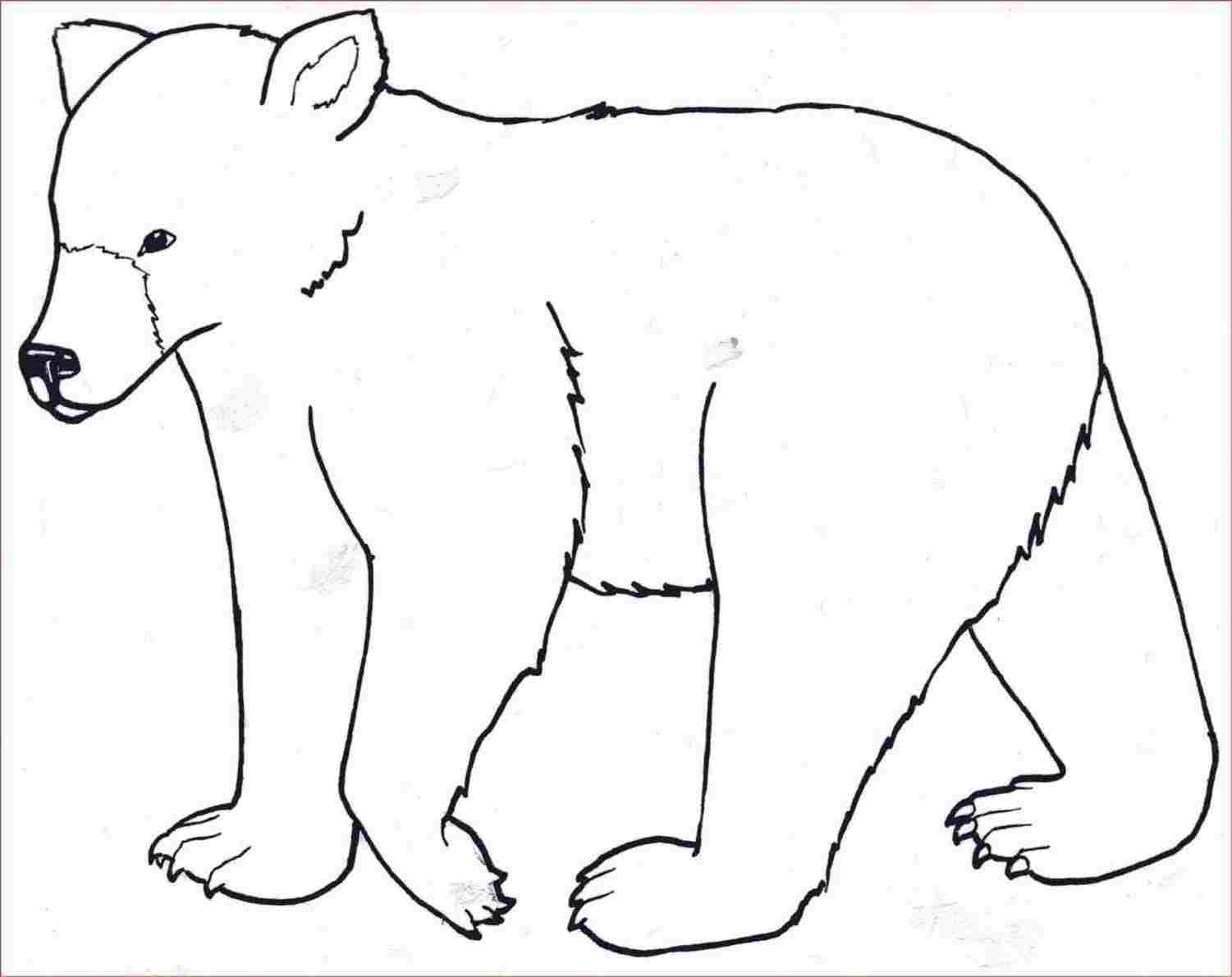 1501x1191 Draw A Polar Bear Easy Step - Bear Cute Drawing