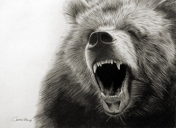 Bear Drawing