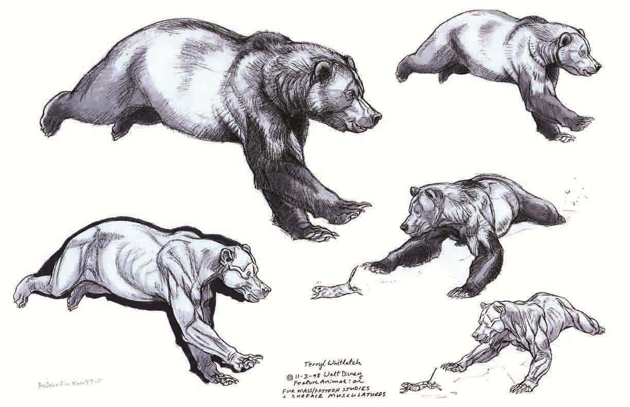 1224x792 Grizzly Bear Drawing Reference And Sketches For Artists - Bear Drawing