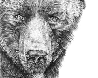 340x270 Grizzly Bear Drawing Etsy - Bear Drawing