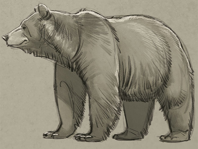 650x488 Learn How To Draw A Bear From A Pro Boys' Life Magazine - Bear Drawing