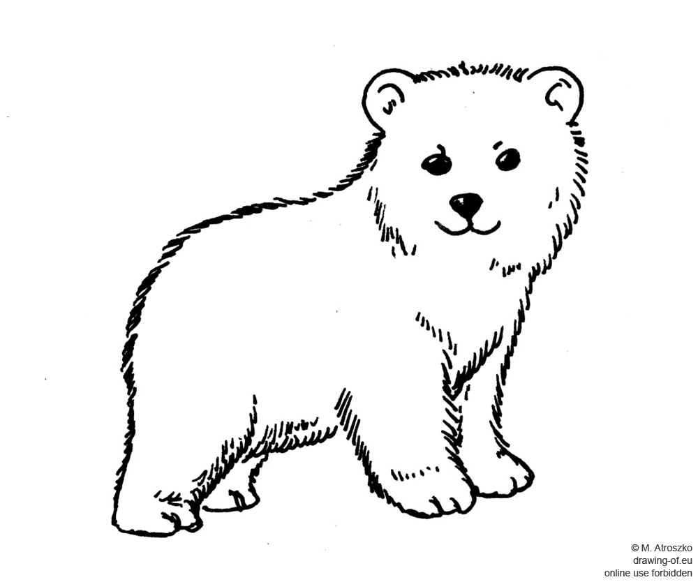 1000x834 Drawing Of Little Polar Bear Drawing Of Eu - Bear Drawing