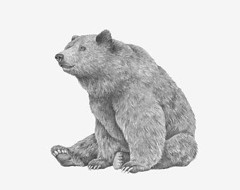 340x270 Bear Drawing Art Etsy - Bear Drawing