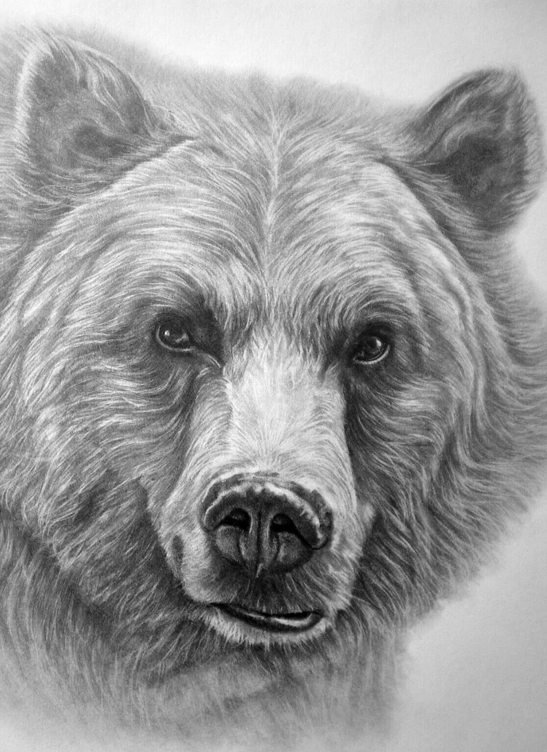 1115x1534 beautiful grizzly bear drawing! drawings in grizzly bear - Bear Drawing