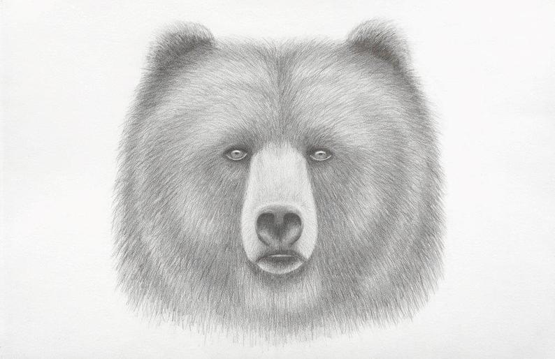 794x514 Bear Spirit Pencil Drawing Art Printart Printpencil Etsy - Bear Drawing Art