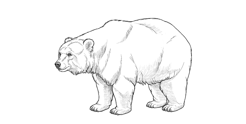 850x428 How To Draw A Bear - Bear Drawing Art