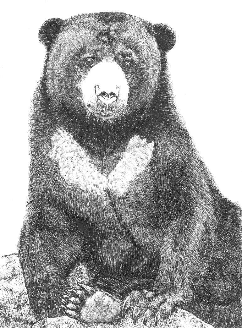 770x1044 Malayan Sun Bear Drawing - Bear Drawing Art