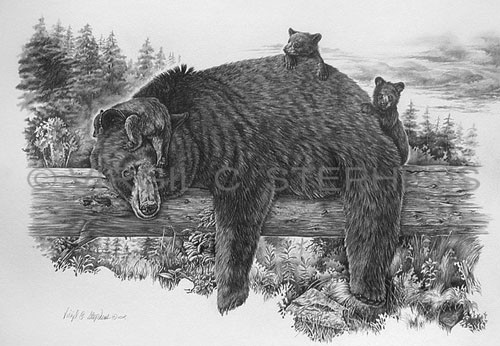 500x346 pencil drawing, fine art, print, bear art, wildlife art, bear cubs - Bear Drawing Art