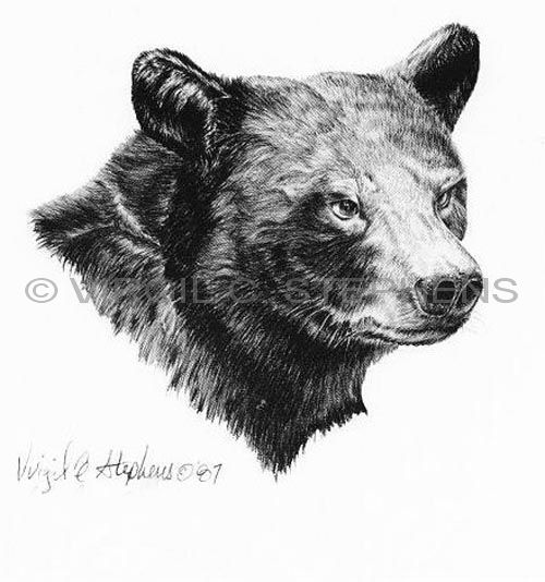 500x534 pencil drawings depicting western art, wildlife, and americana - Bear Drawing Art