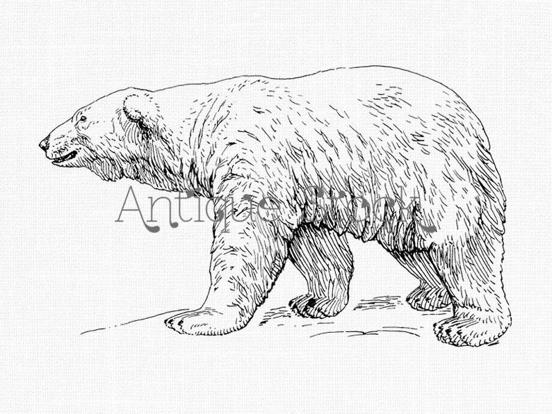 794x596 Polar Bear Drawing Instant Download Bear Art For Diy Etsy - Bear Drawing Art