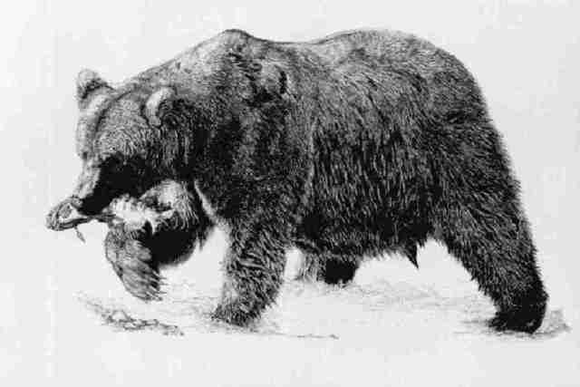 640x427 Roberta Ekman Artwork Grizzly Bear Original Drawing Pen - Bear Drawing Art