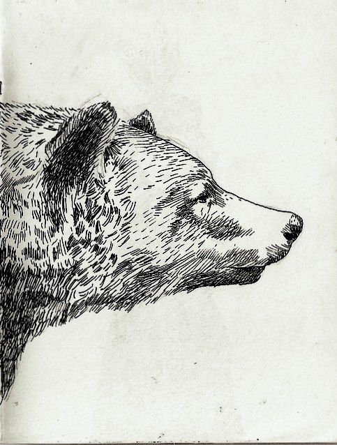 483x638 cross hatch bear design art, bear drawing, bear art - Bear Drawing Art