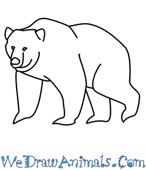 300x350 How To Draw A Bear - Bear Drawing Easy