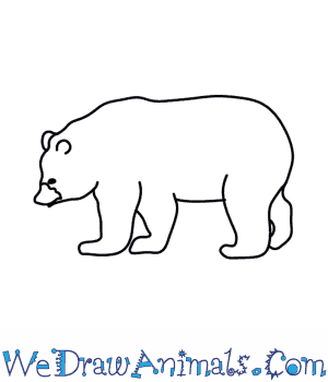 300x350 How To Draw A Black Bear - Bear Drawing Easy