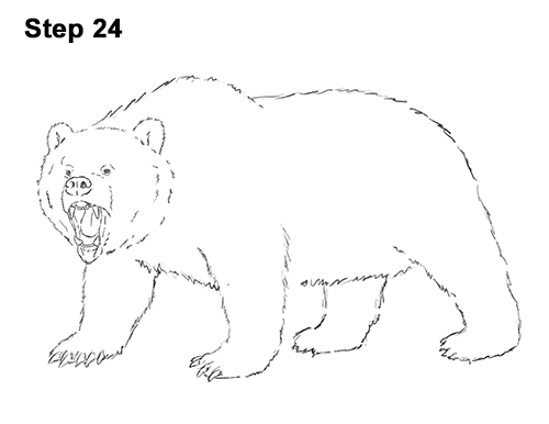 500x386 How To Draw A Grizzly Bear - Bear Drawing Easy