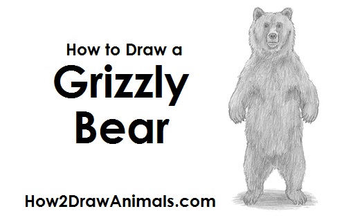 500x315 How To Draw A Grizzly Bear - Bear Drawing Easy