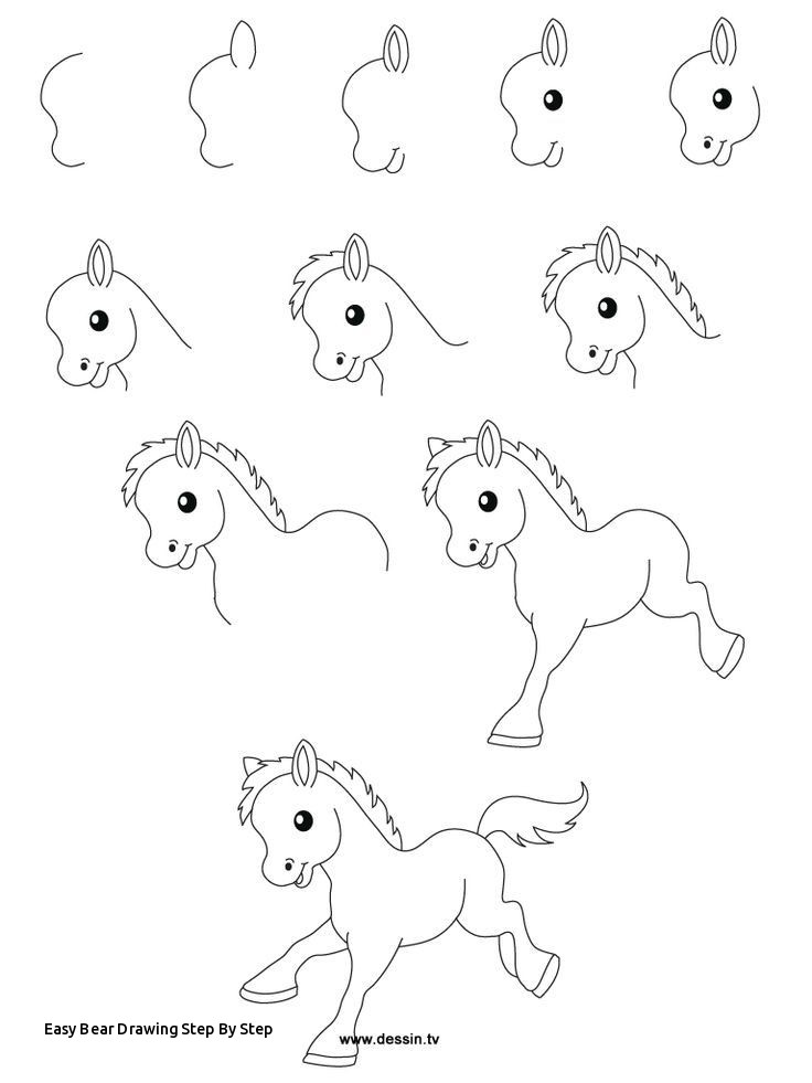 736x981 Easy Bear Drawing Step - Bear Drawing Easy