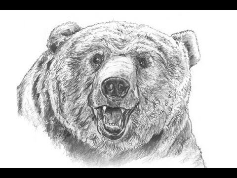 480x360 How To Draw - Bear Drawing Face