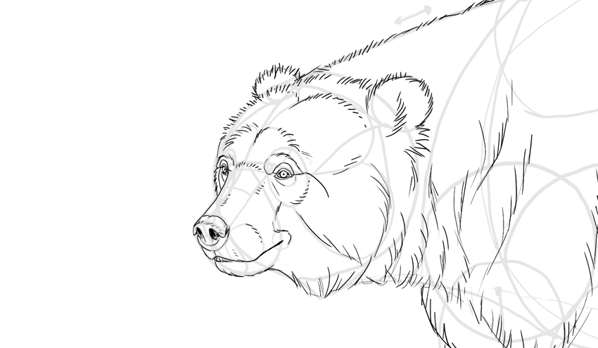 850x495 How To Draw A Bear - Bear Drawing Face
