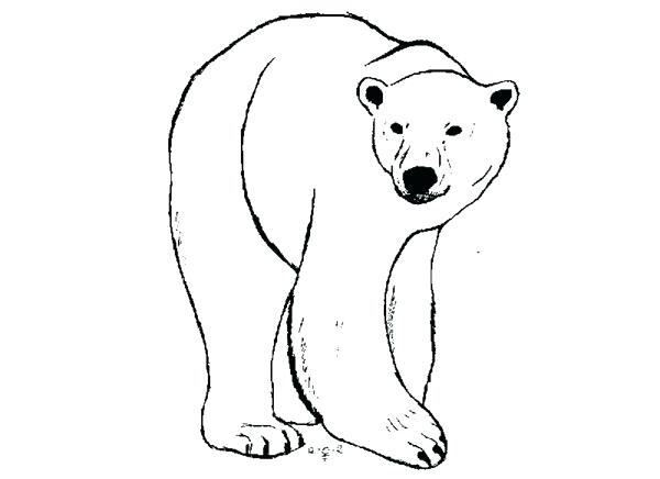 600x436 Polar Bear Drawings Polar Bear - Bear Drawing Face