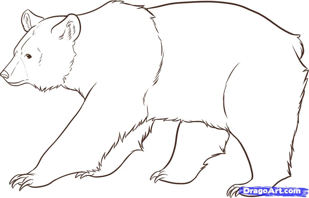 1036x666 How To Draw Bears, Step - Bear Drawing Images