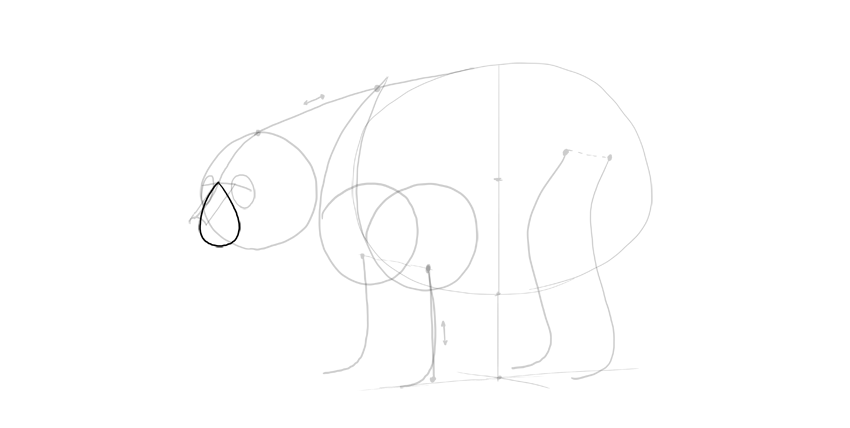 850x428 How To Draw A Bear - Bear Drawing Images