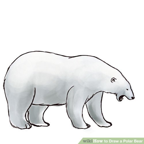 500x500 How To Draw A Polar Bear Steps - Bear Drawing Images