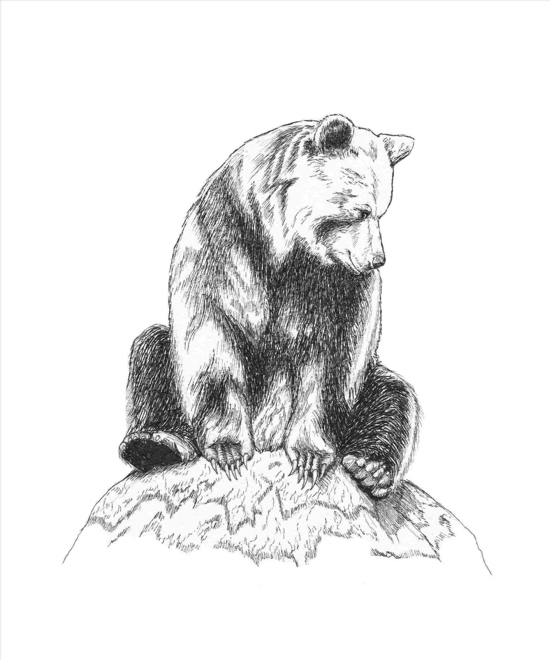 Bear Drawing Images at Explore collection of Bear