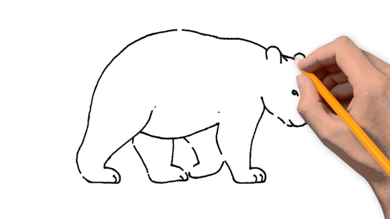 1280x720 Bear Animals Pencil To Draw Step - Bear Drawing Images