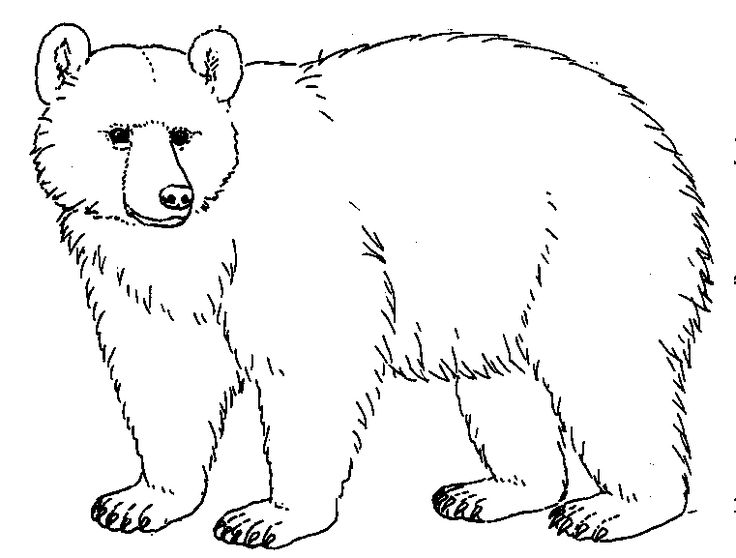 736x558 Bear Drawings Clip Art Bear - Bear Drawing Images