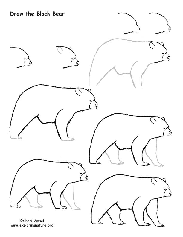 612x792 Bear - Bear Drawing Images