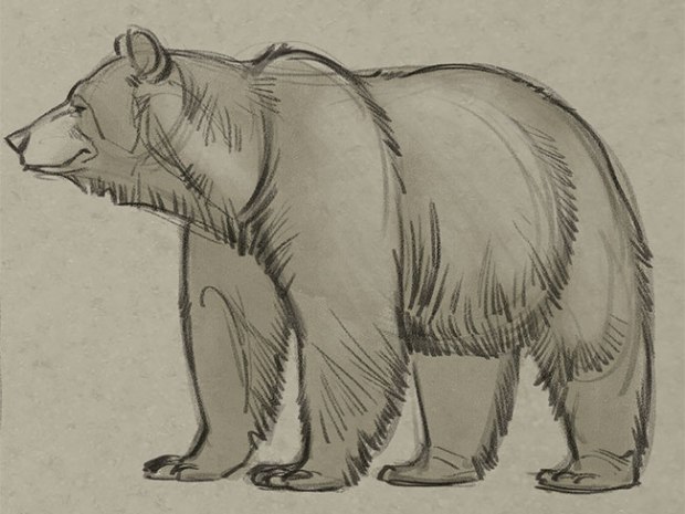 620x465 Bear Drawing - Bear Drawing Images