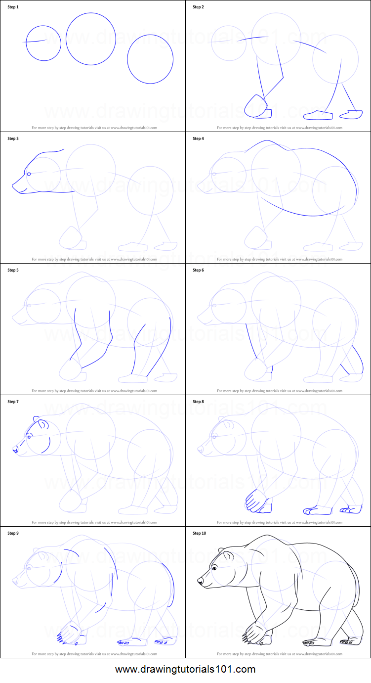 751x1381 How To Draw A Brown Bear Printable Step - Bear Drawing Step By Step