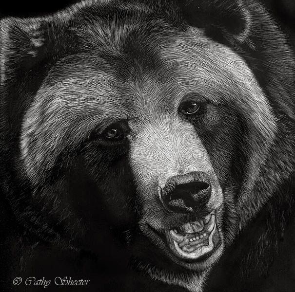 605x600 Grizzly Bear Face Drawing Images Art Ideas - Bear Face Drawing