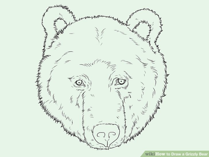 728x546 how to draw a grizzly bear face how to draw a grizzly bear - Bear Face Drawing